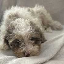 Thumbnail photo of Tortellini #1