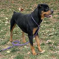 Thumbnail photo of ROCKY #2