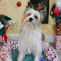 Thumbnail photo of Jake #3