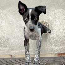 Thumbnail photo of  Aries #1