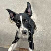 Thumbnail photo of Libra #4