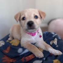 Thumbnail photo of Roxie #3