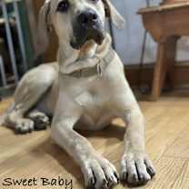 Thumbnail photo of Sweet Baby in CT #3