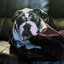 Thumbnail photo of Khaleesi #2