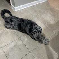 Thumbnail photo of Duke #2