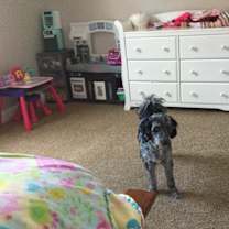 Thumbnail photo of Duke #3