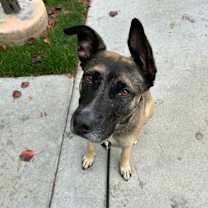 Thumbnail photo of Fig #3