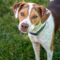 Thumbnail photo of Bacon Bit #4