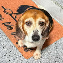 Thumbnail photo of Snowflake #2