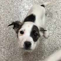 Thumbnail photo of Waldorf #1