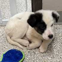 Thumbnail photo of Ramada  #1