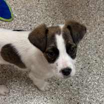 Thumbnail photo of Marriott  #1