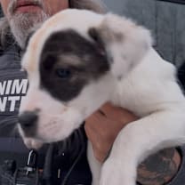 Thumbnail photo of Waldorf #3