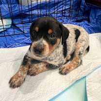 Thumbnail photo of Lainey #4