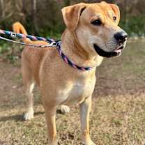 Thumbnail photo of Sherman #1