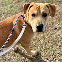 Thumbnail photo of Sherman #2