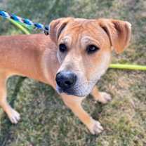 Thumbnail photo of Sherman #4