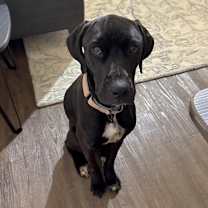 Thumbnail photo of Brea #3