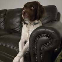 Thumbnail photo of Chief #2