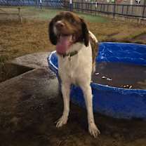 Thumbnail photo of Chief #4