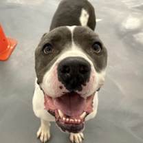 Thumbnail photo of Huckleberry #2