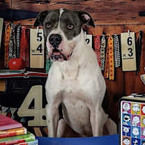 Thumbnail photo of Huckleberry #3