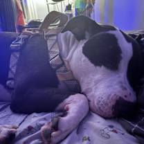 Thumbnail photo of Duke #3