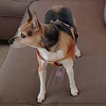 Thumbnail photo of Shiloh #2