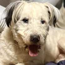 Thumbnail photo of Willie #1