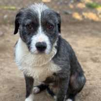 Thumbnail photo of BAXTER #1