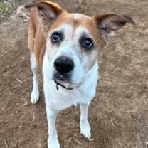 Thumbnail photo of BAILEY #1