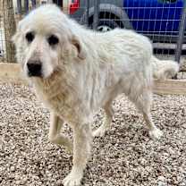 Thumbnail photo of Angel #3