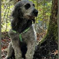 Thumbnail photo of Beetlejuice #4