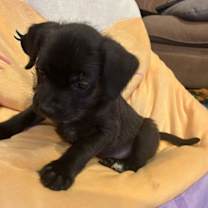 Thumbnail photo of Chubbs #1