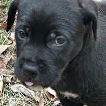 Thumbnail photo of Coal #1