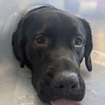 Thumbnail photo of Midnight #1