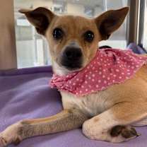 Thumbnail photo of Ophelia #1