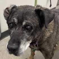 Thumbnail photo of Philis #4