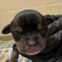 Thumbnail photo of Pancake #2