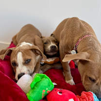 Thumbnail photo of Gravy #2