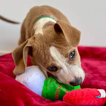 Thumbnail photo of Gravy #3