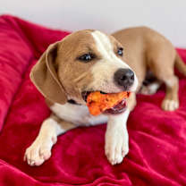 Thumbnail photo of Gravy #4