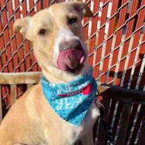 Thumbnail photo of Opie #1