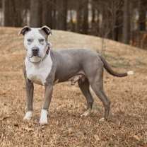 Thumbnail photo of Champ #2