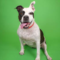 Thumbnail photo of Mia #1