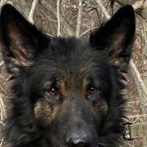 Thumbnail photo of Spike 7231 #1