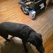 Thumbnail photo of Charlie #2