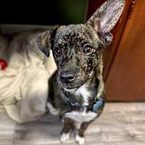 Thumbnail photo of Cherry #1