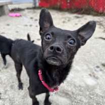 Thumbnail photo of Joey #1