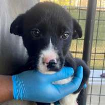 Thumbnail photo of Gideon #1